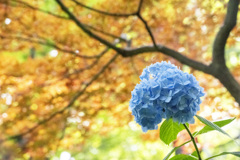 秋色と紫陽花
