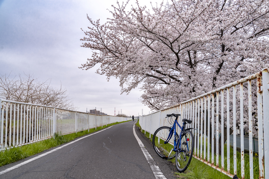 春のサイクリングロード