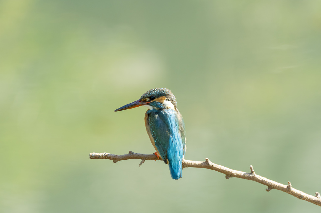 あおみどり By Ericeric Id 写真共有サイト Photohito