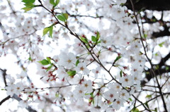 薄桜
