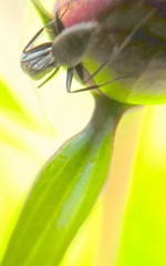 ありさんのお仕事