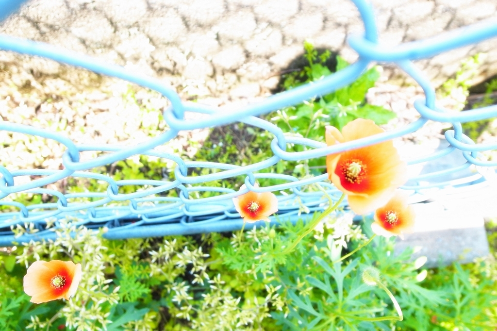 春に見えるお花♪
