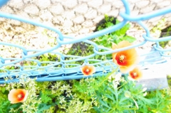 春に見えるお花♪
