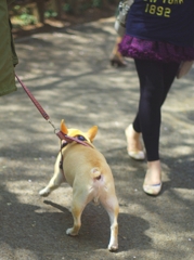 動物