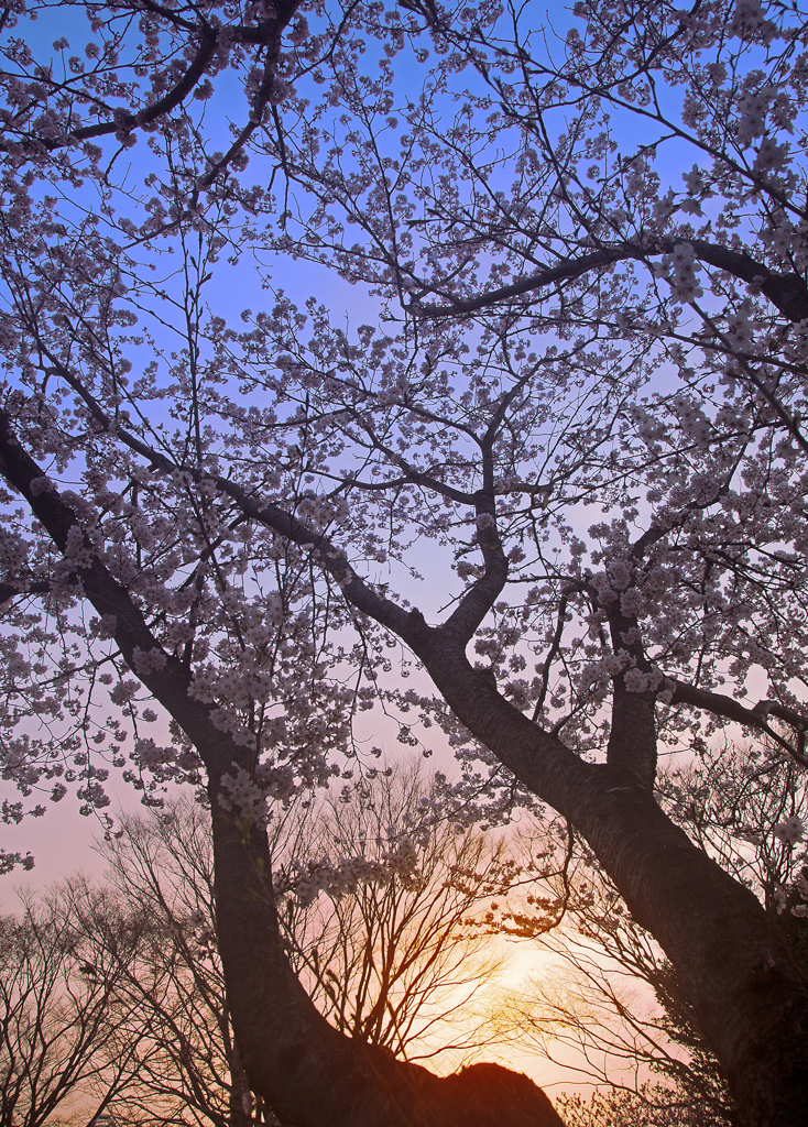 夕桜