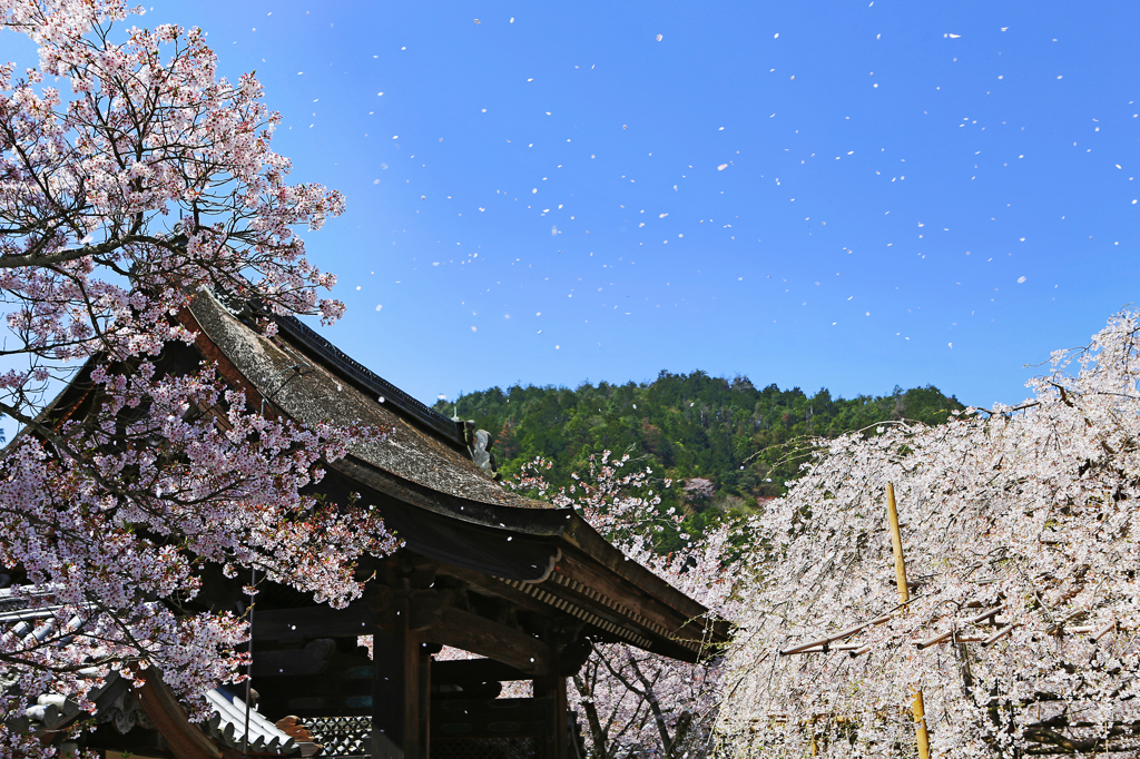 毘沙門堂・散り桜