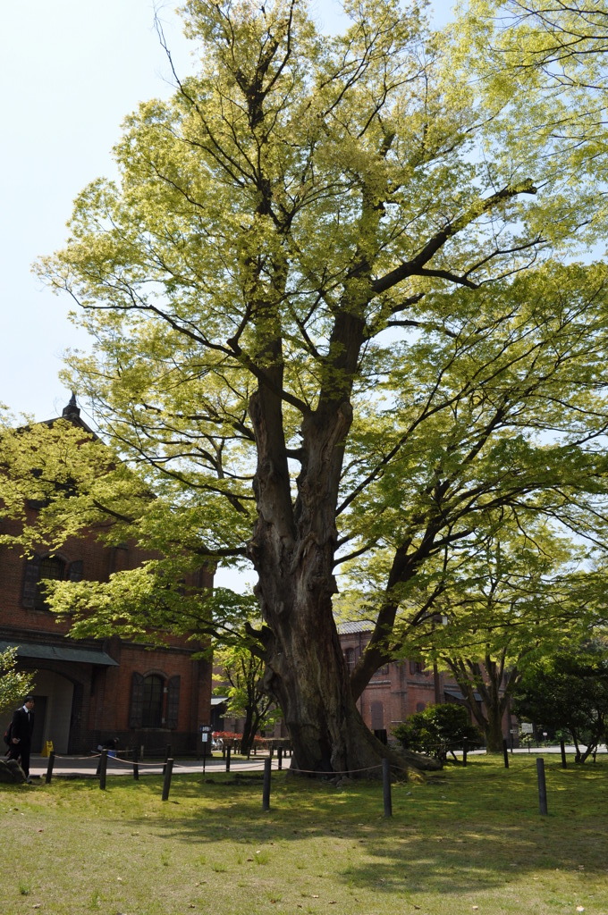 石川県立歴史博物館-大樹はずっと見てきた