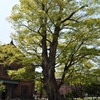 石川県立歴史博物館-大樹はずっと見てきた