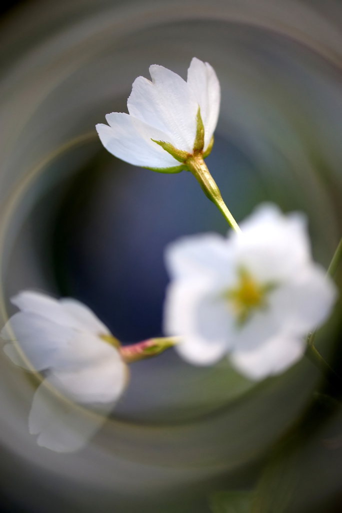 Sakura rotation