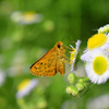 Skipper butterfly