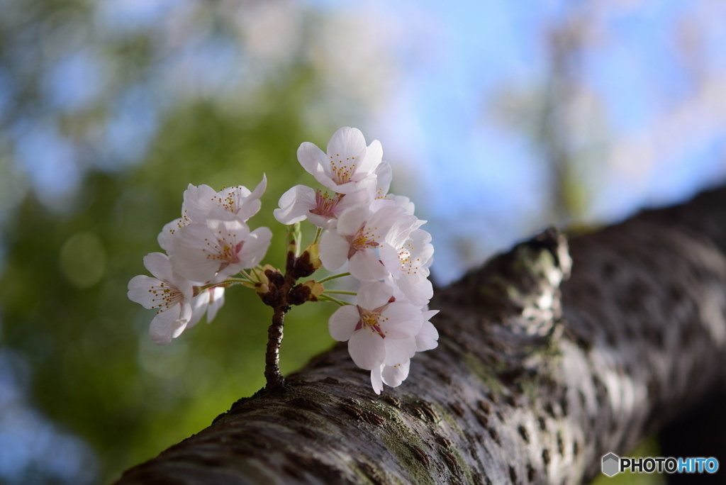 桜　見上げて