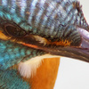 Close-up Kingfisher