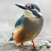 Kingfisher chick