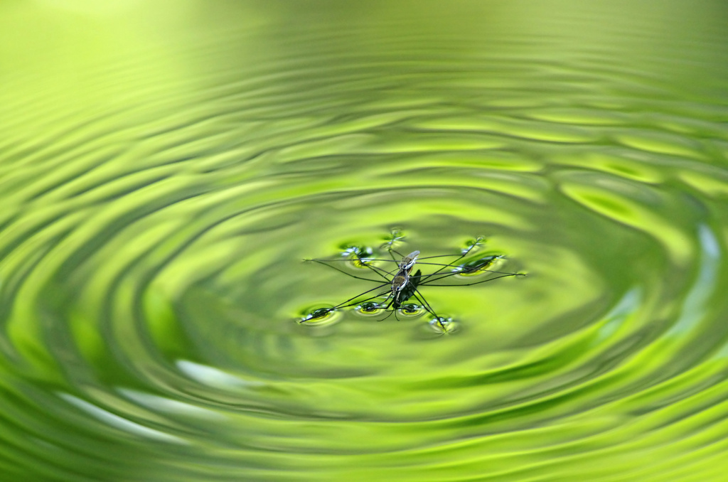 Green ripple