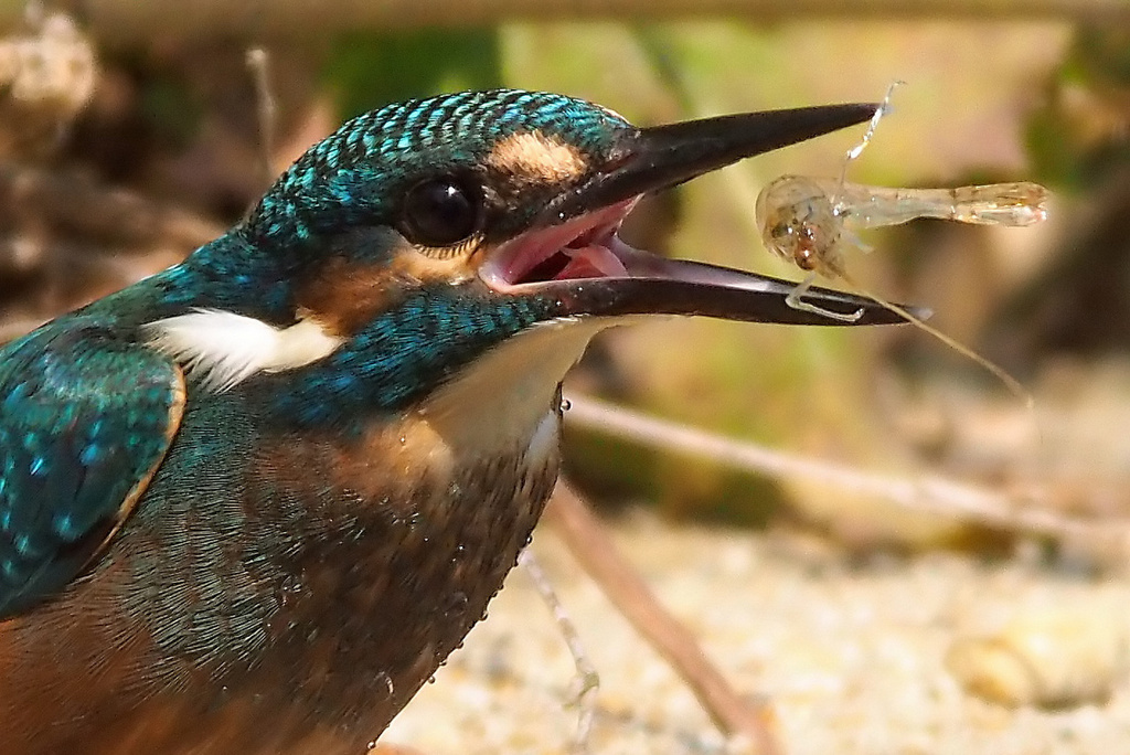 カワセミ　幼鳥
