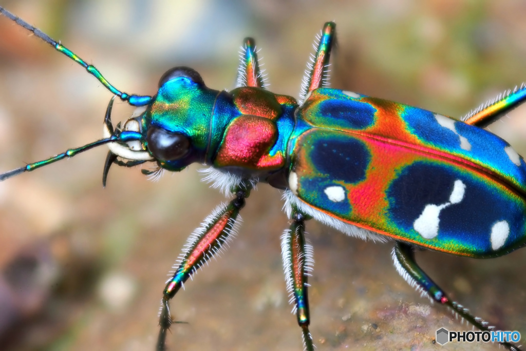 Tiger beetle