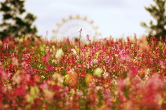 お花達が見た風景①♪