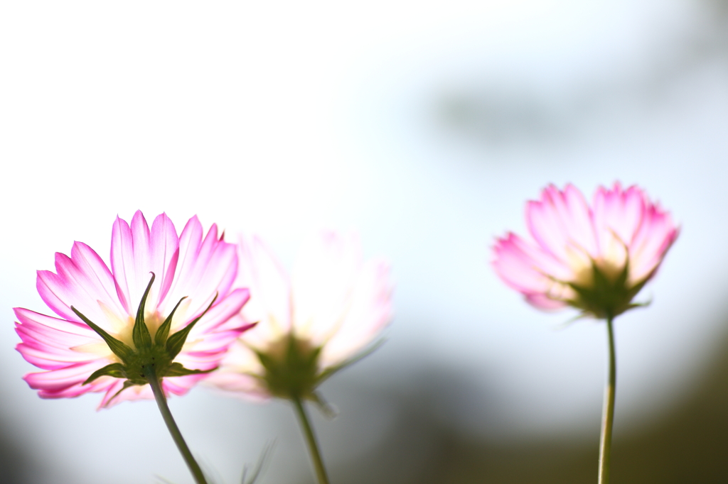 秋風と秋桜♪