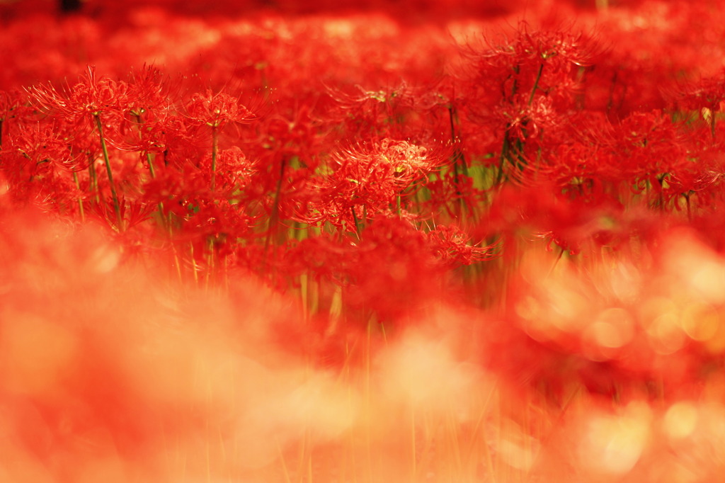 曼珠沙華だらけ～♪