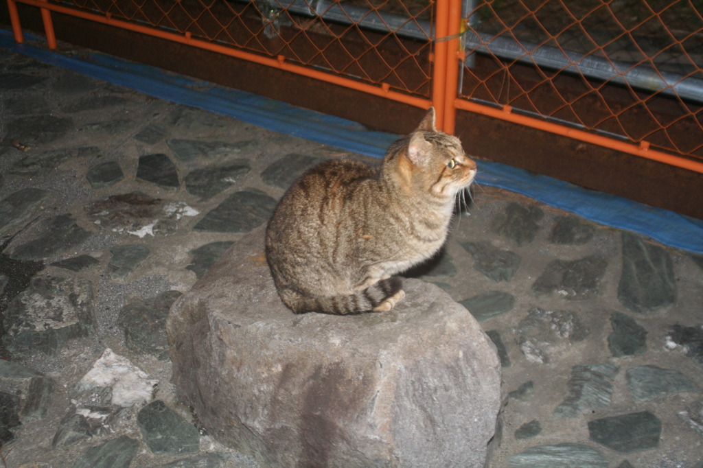 たたずむねこ