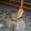 たたずむねこ