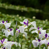 DSC05929