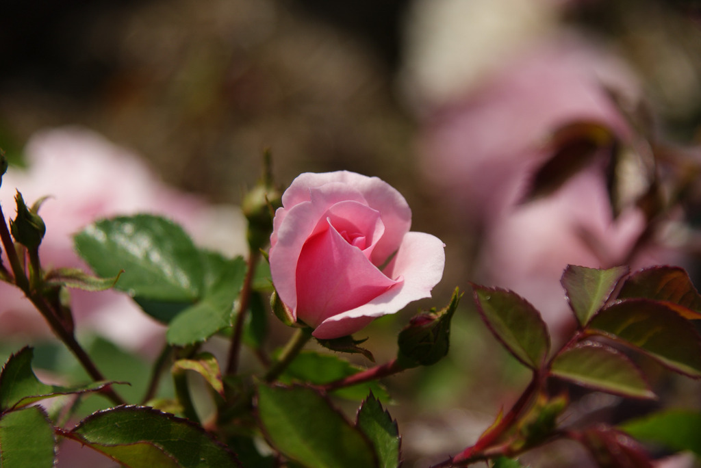 DSC05879