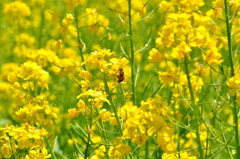 菜の花畑