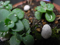 花のような葉