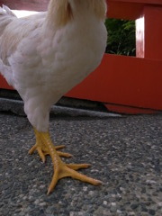 びきゃく