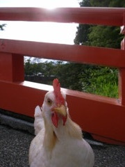 なに、みてんのよ