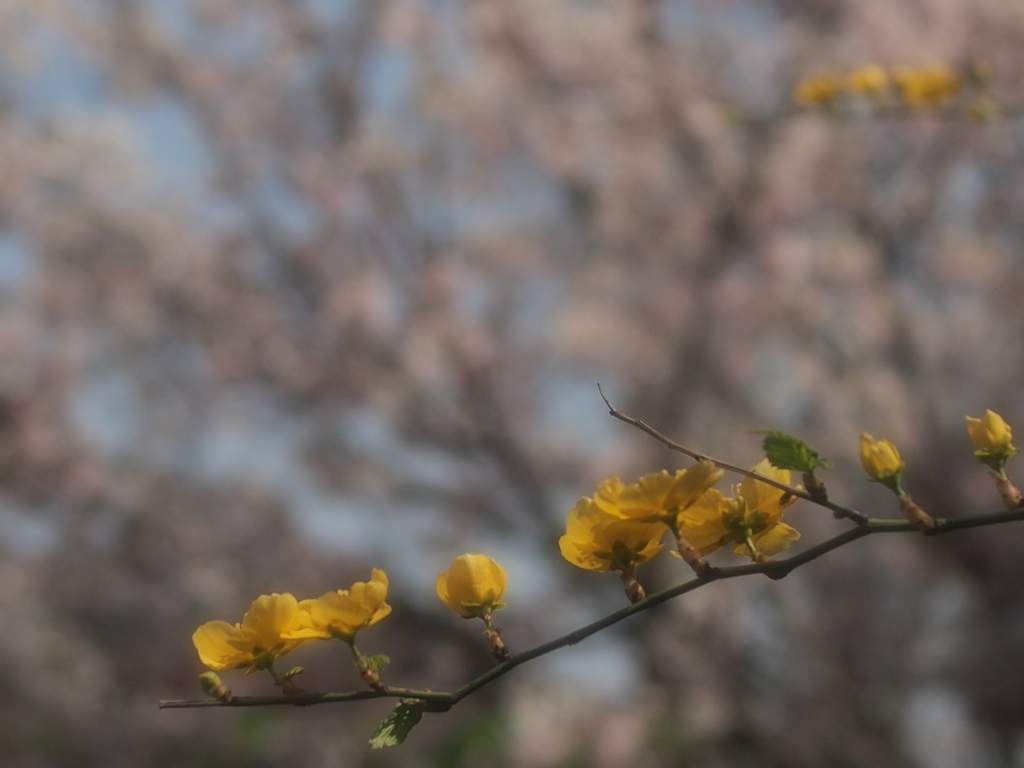 spring color