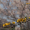 spring color