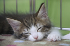 眠いニャ～