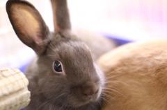 rabbit