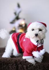 santa dog