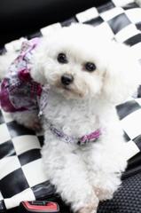 Loveiy Doll