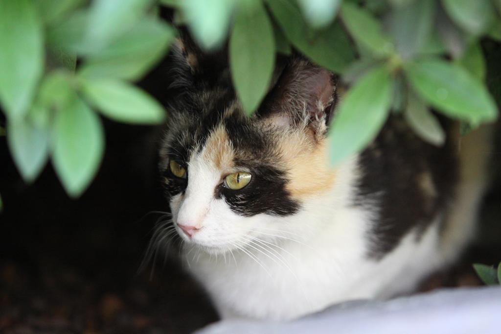 三毛の野良ねこちゃん　