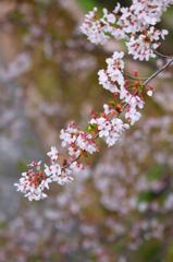 桜と川