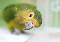 bird