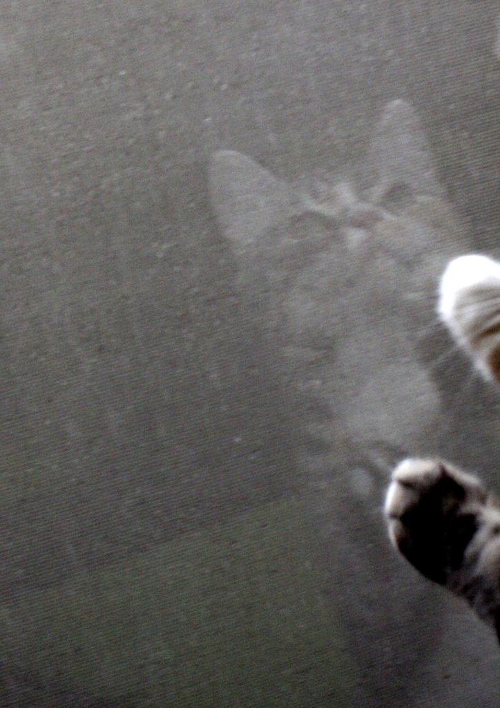 ガラスにタッチ