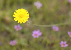 黄色の花