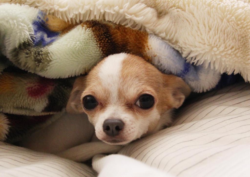  bed　in dog