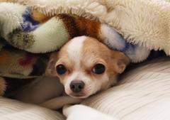  bed　in dog