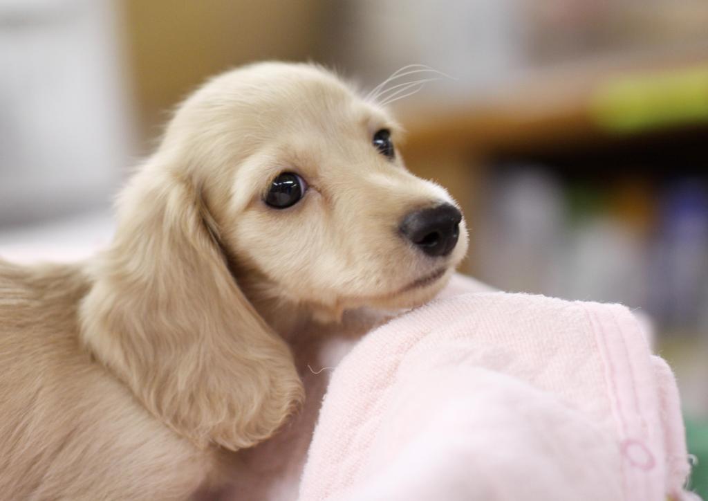 Kurimu　Dachsh