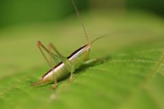 grasshopper