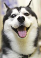 Siberian Husky
