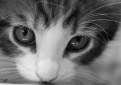 Maine Coon