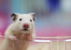 RAINBOW MOUSE