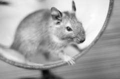 degu